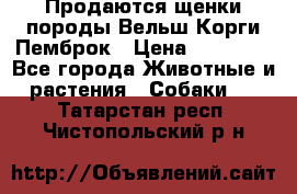 Продаются щенки породы Вельш Корги Пемброк › Цена ­ 40 000 - Все города Животные и растения » Собаки   . Татарстан респ.,Чистопольский р-н